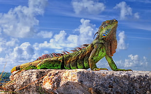 green and brown iguana, animals, wildlife, reptiles, iguana