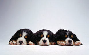 three brown-white-and-black puppies, dog, animals