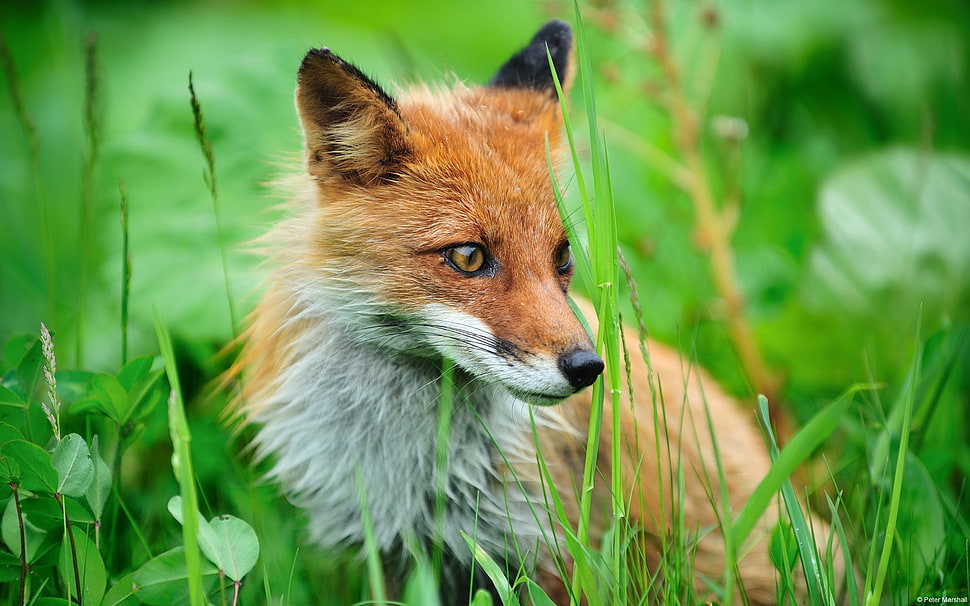 orange fox, animals, fox, grass HD wallpaper