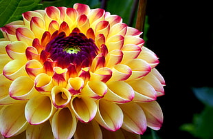 yellow and pink Dahlia flower in bloom close-up photo