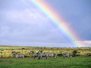group of zebra under rainbow