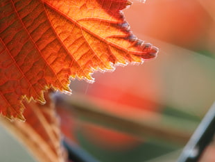 close up photo of autumn leaf HD wallpaper