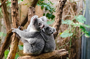 two gray Koala perched on tree branch