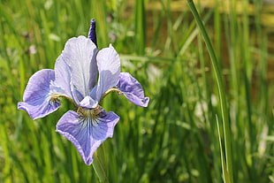 shallow focus photography of blue petal flower