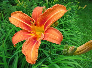 orange Daylily closeup photo