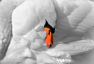 white Swan HD wallpaper