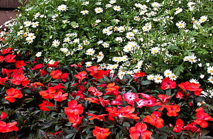 red and white garden of flowers