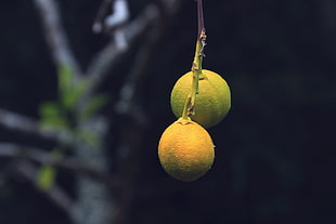 two round yellow fruits