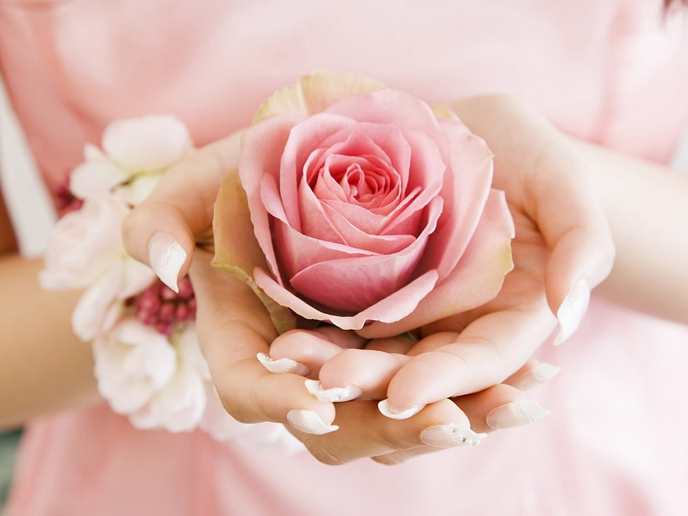 woman holding pink Rose flower HD wallpaper