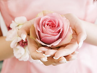 woman holding pink Rose flower