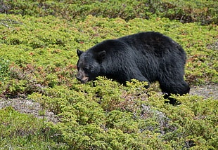 Grizzly bear surrounded by green plants