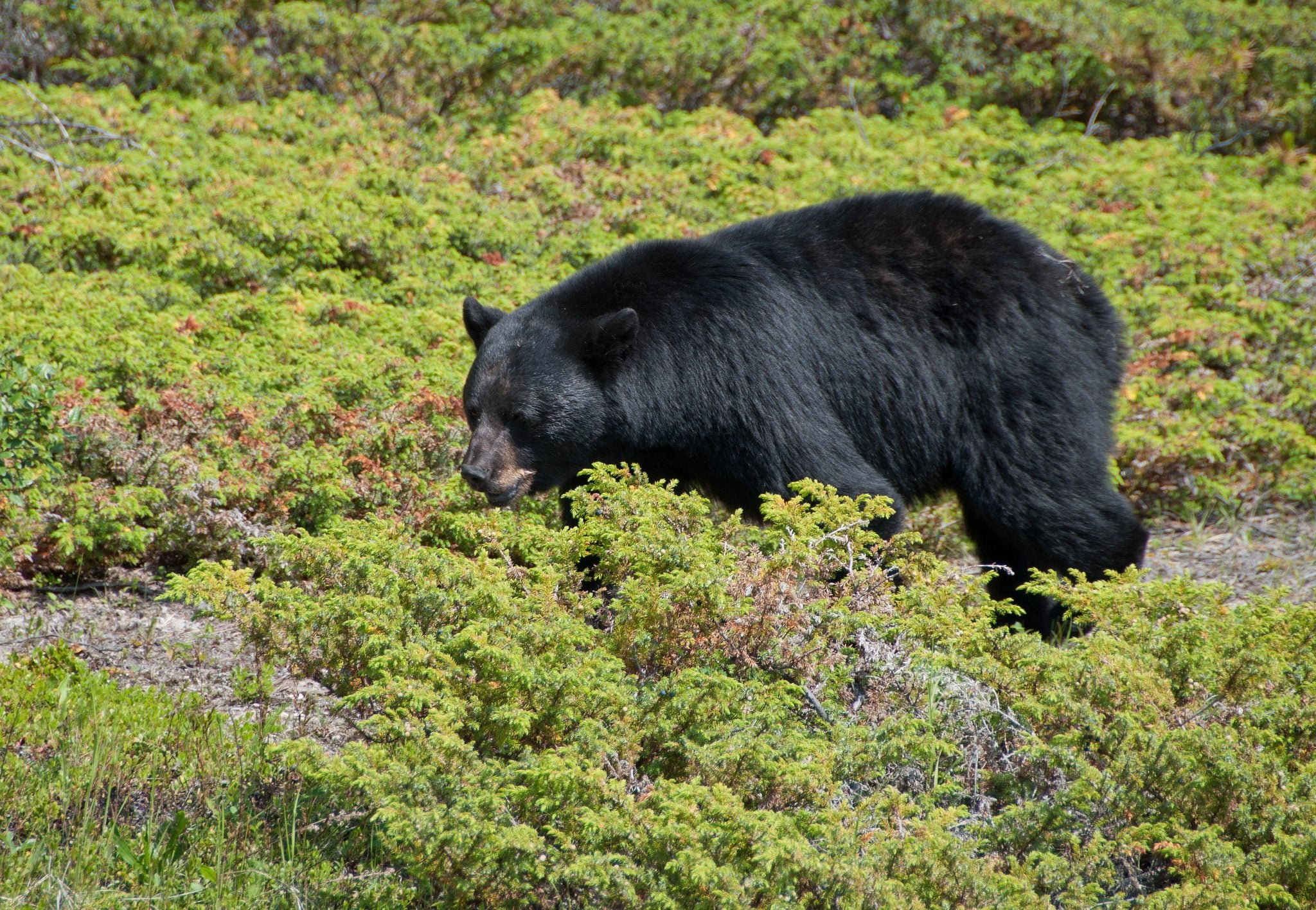 Grizzly bear surrounded by green plants