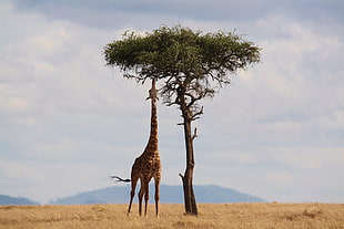 Giraffe standing beside a tree
