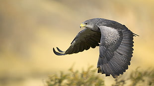 black falcon, bird of prey HD wallpaper