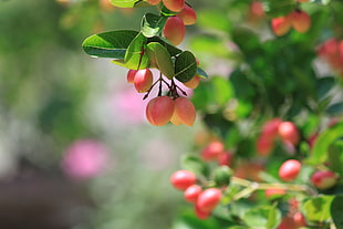 oval pink fruitk, fruit, macro, nature