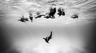 dolphins underwater, seals, nature, animals, underwater HD wallpaper