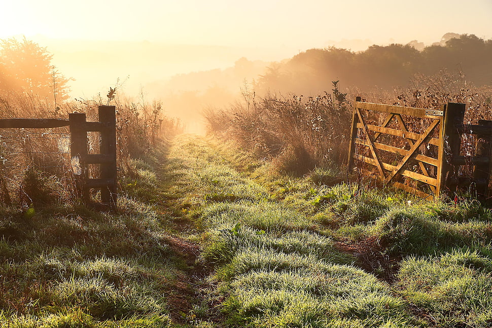 green grass, nature, landscape, grass, path HD wallpaper