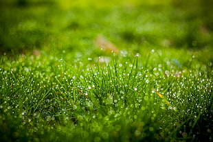 grass with dew HD wallpaper