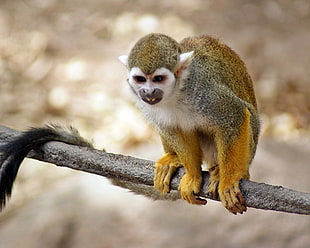 yellow, grey, and white monkey perched on grey tree branch, squirrel monkey