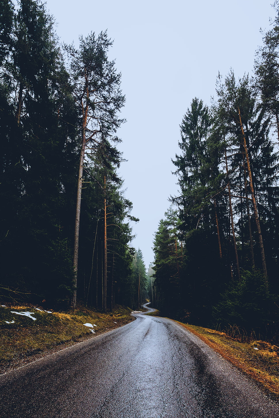 road pathway, nature, trees, road HD wallpaper