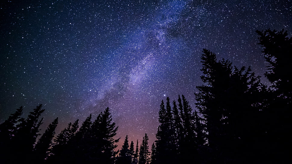 silhouette of trees during nighttime HD wallpaper