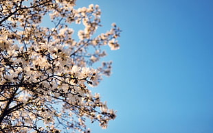 white cherry blossom leaves on blue sky