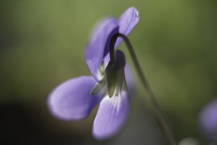 swallow photography of purple flower HD wallpaper