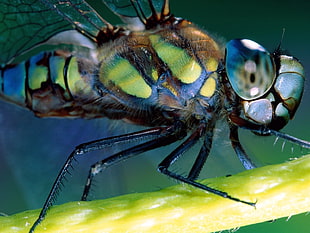close-up photography of green and blue dragon flies
