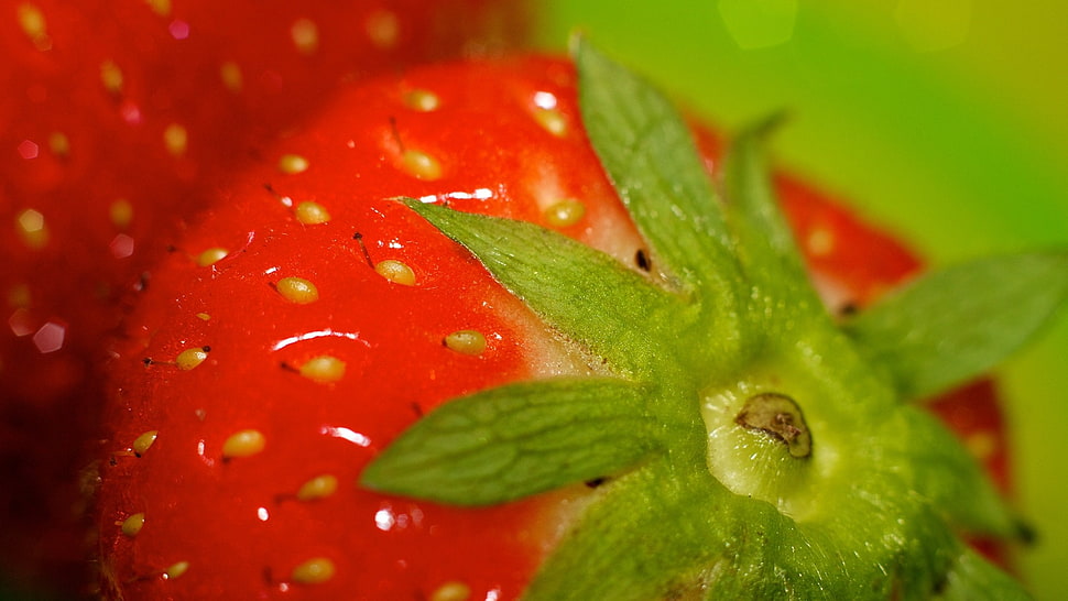 strawberry tilt shift lens photography HD wallpaper