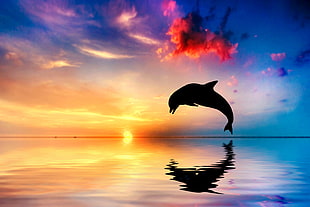 silhouette photo of dolphin during sunset