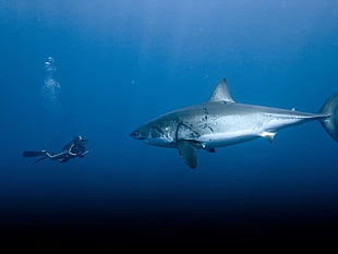 gray shark, Great White Shark, animals HD wallpaper