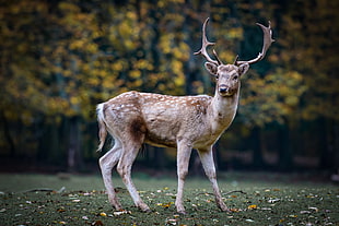 brown deer standing during daytime