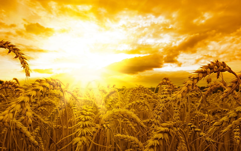 rice field HD wallpaper