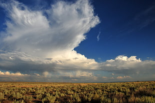 desert with cactus plants under blue sky with clouds, sage steppe, seedskadee national wildlife refuge HD wallpaper