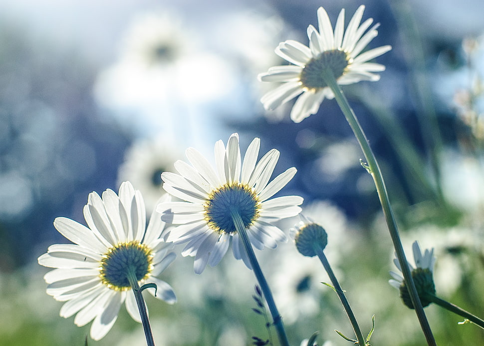selective focus of white daisy flower, daisies HD wallpaper