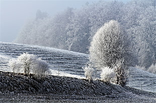 winter weather with trees photo