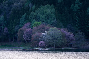 green and purple trees near body of water