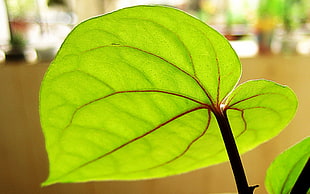 selective focus photography of leaf, betel leaf, piper betle HD wallpaper