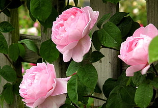 three pink Roses beside grey wooden fence