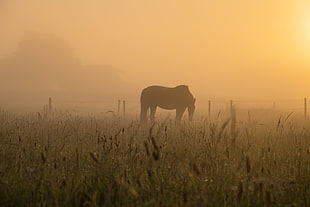 horse on field photo
