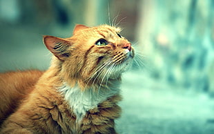 tilt shift lens photography of orange tabby cat