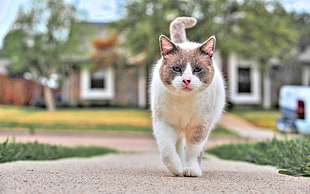 white and brown cat walking on pathway