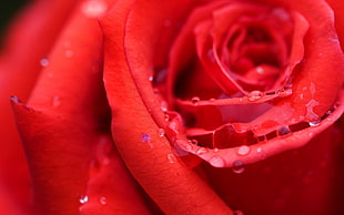 Rose,  Bud,  Red,  Wet HD wallpaper