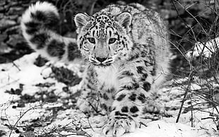 Tiger on snow field