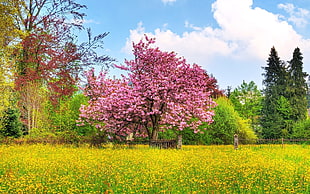 stock photography of pink cherry blossom