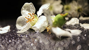 white petaled flower, depth of field, flowers, dew, bokeh HD wallpaper