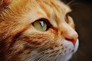 macro photography of orange tabby cat