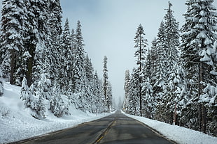 Trees Beside the Road Covered With Snow HD wallpaper