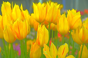 yellow and green flowers HD wallpaper