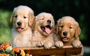 three brown puppies